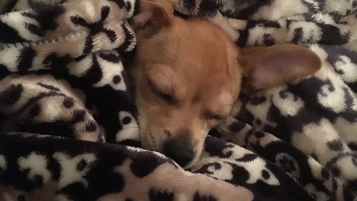 Support for Lucy’s Recovery and Surgery Costs campaign photo, 1 of 8