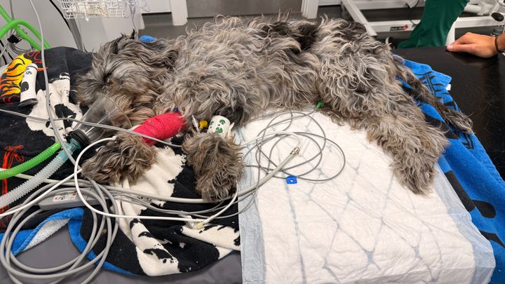 Help Save Our Cats & Puppy After Toxic Exposure campaign photo, 1 of 8