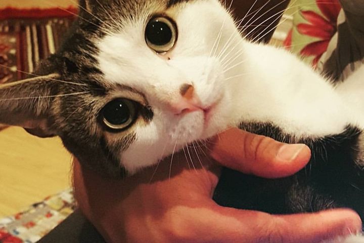 Fundraiser by amer ansari : Help support Princess Twix's recovery