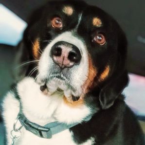 samantha maloney/Bruno