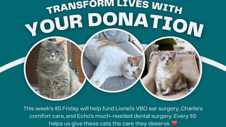 Charlie, Lionel & Echo campaign photo, 1 of 6