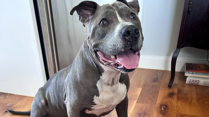 Help King Kong's Tumor Surgery and Biopsy Costs campaign photo, 1 of 8