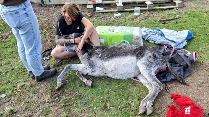 Foto van campagne Help us to take care of donkey Zoë, 1 van 8