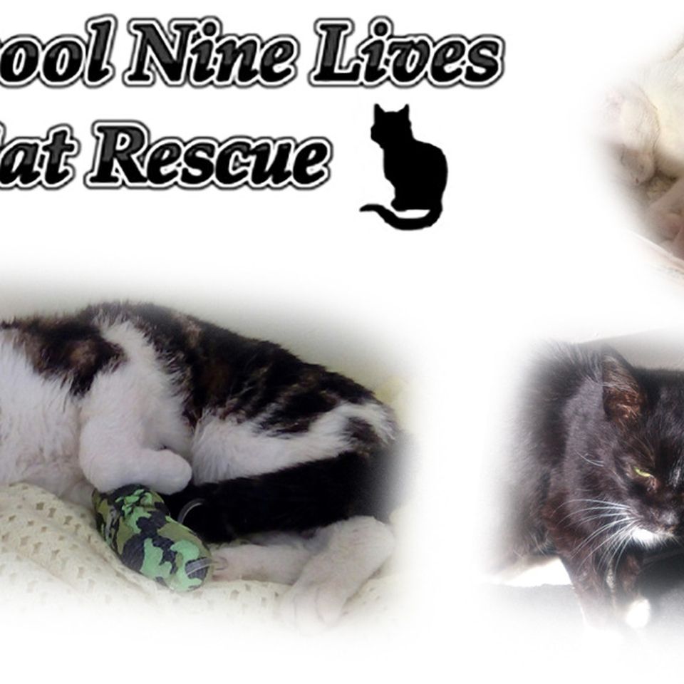 Nine lives sale cat rescue