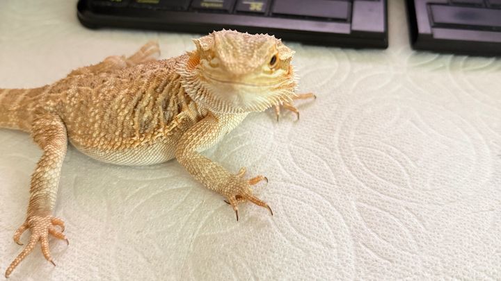 Help Mushu Recover: Vet Care & Support campaign photo, 1 of 8
