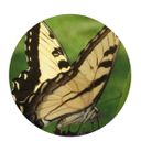 Profile photo of Debra Noce