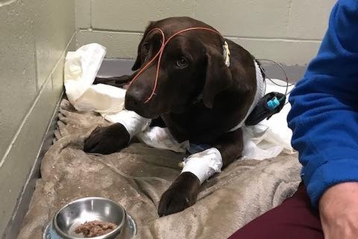 Fundraiser by Charity Martin : Help Save Bear