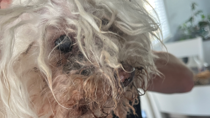 This poor pup campaign photo, 1 of 3