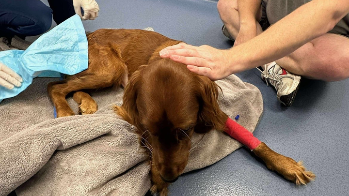 Ralph’s Major Surgeries campaign photo, 1 of 8