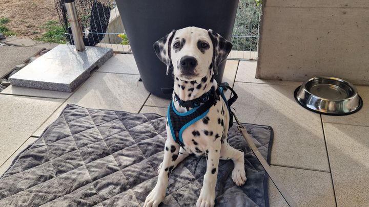 Kampagnen-Foto für Unterstützung für neuen Assistenzhund, 1 von 3