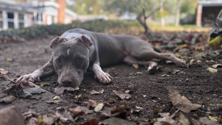 Help Bonnie Get Heartworm Treatment campaign photo, 1 of 8