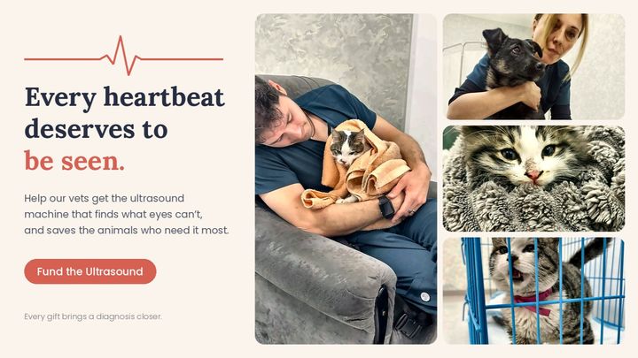 Help ArtVet Save More Animals in Armenia campaign photo, 1 of 9
