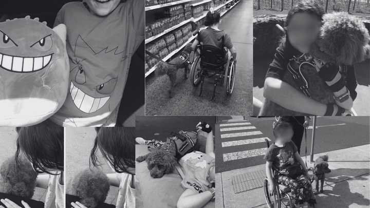 Fundraiser by Zebras Australia : Help Zebra Zelda Fund the Wheelchair ...