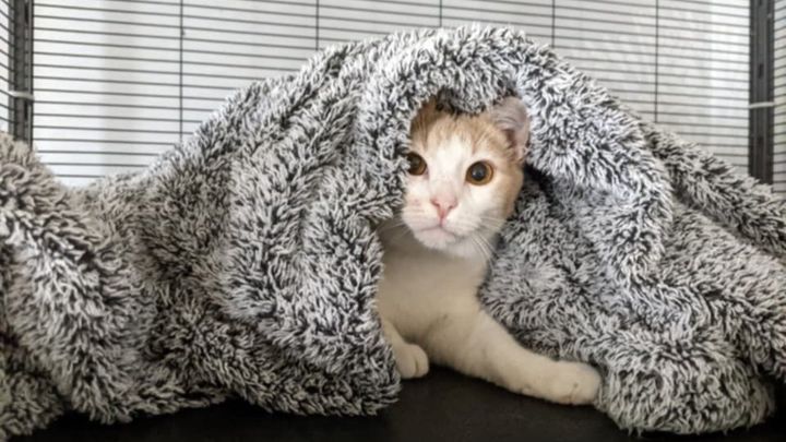 Winter Warmth for Owl House Cats! campaign photo, 1 of 7