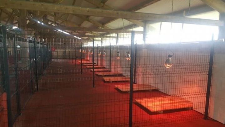 Help Shelter Dogs in Bosnia Experience the Outdoors Again campaign photo, 1 of 5