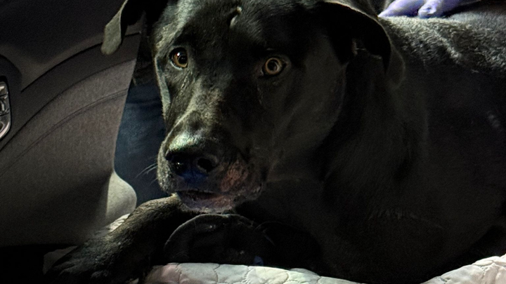 Help Shadow Keep His Life campaign photo, 1 of 8