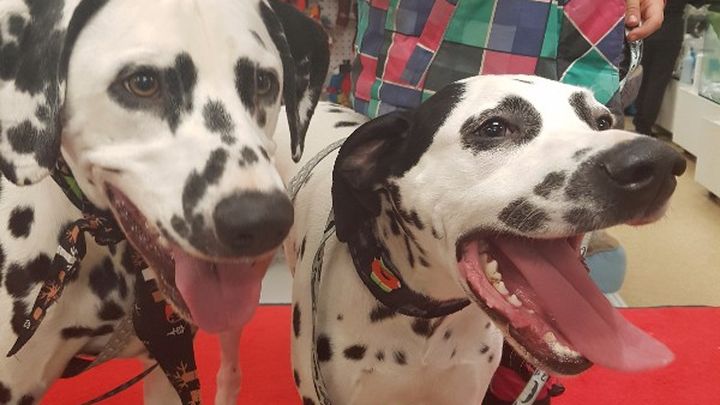 Main fundraiser photo