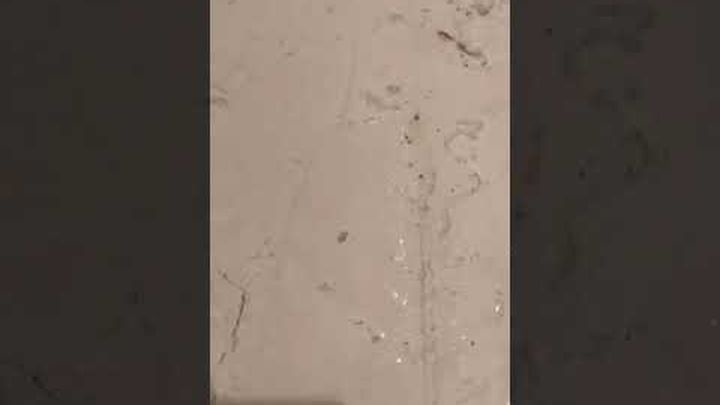 Videovorschaubild für Nach Wasserschaden besteht Einsturzgefahr des Tierheimdaches, 1 von 5