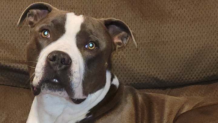 Saving My Furbaby Blaze from Heartworms campaign photo, 1 of 4