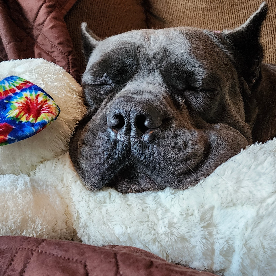 Help Stella Get Her T.P.L.O. surgery