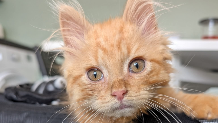 WE CANT DO THIS WITHOUT YOU - AUGUST VET BILL APPEAL campaign photo, 1 of 3