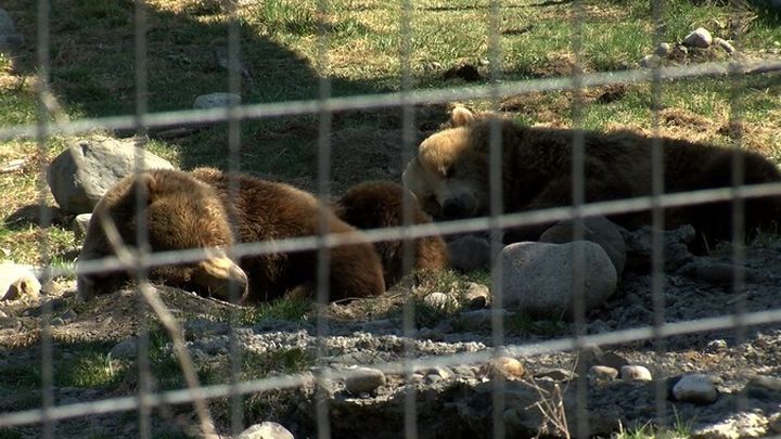Save the BC Wildlife Park campaign photo, 1 of 3