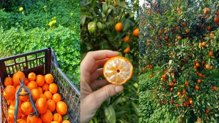Foto della campagna Essenza di Calabria- Progetto per lo sviluppo del territorio, 1 di 3