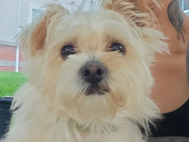 Fundraiser by Liza Henriquez : Help Snoopy Recover After a