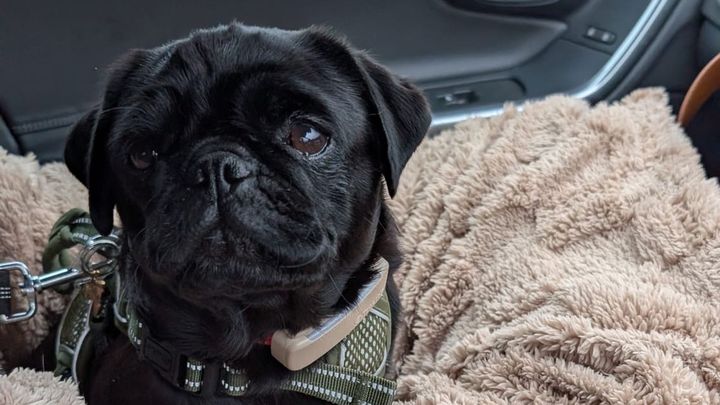 Help Save Madge's Mobility campaign photo, 1 of 6