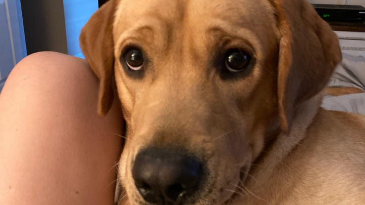Help Obi Heal: Support His Surgery and Recovery campaign photo, 1 of 8
