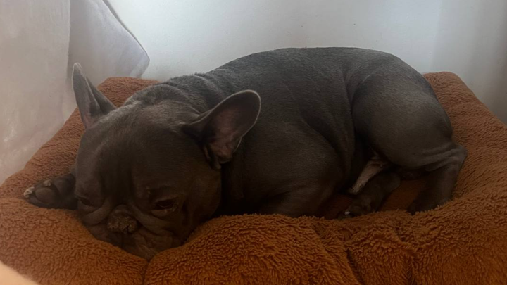 Hilfe für unseren Hund – wir kämpfen um seine Gesundheit campaign photo, 1 of 3