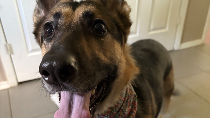 Bear’s Breast Cancer Surgery campaign photo, 1 of 8