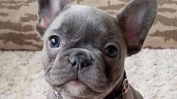 Help William Get an Emotional Support Frenchie campaign photo, 1 of 5