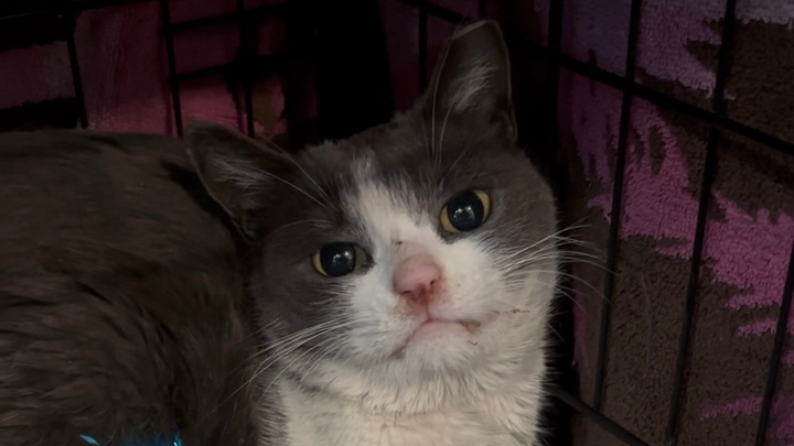 Help Buggy Get the Dental Care She Needs campaign photo, 1 of 3
