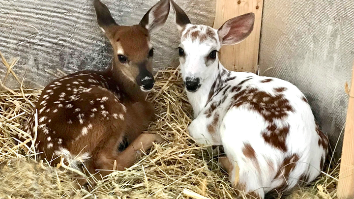 Support Fuzzy Fawn's Repairs and Equipment Needs