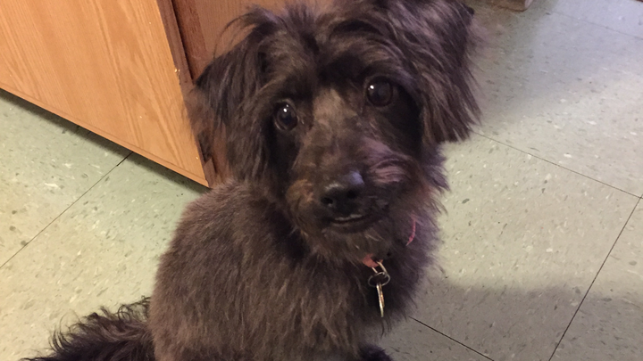Save Zuley: A Beloved Companion's Fight campaign photo, 1 of 7