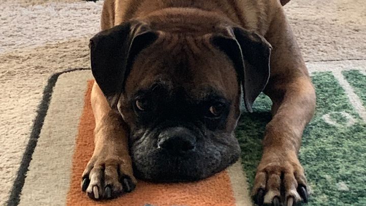 Help Ace Recover from Pancreatitis & Vertigo campaign photo, 1 of 3