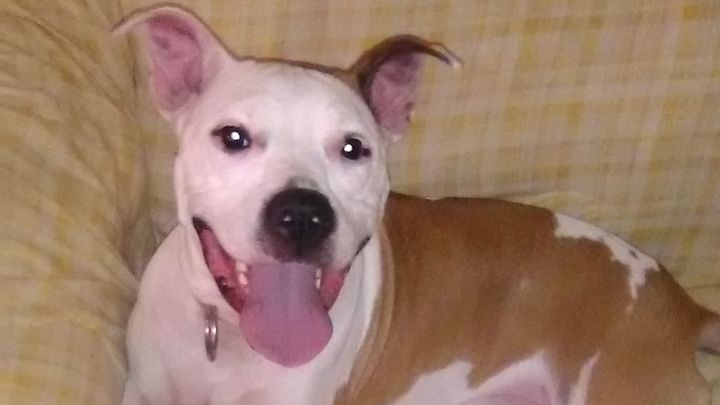 Help Lucy Get Vet Care & Michael Get Back to Work campaign photo, 1 of 8