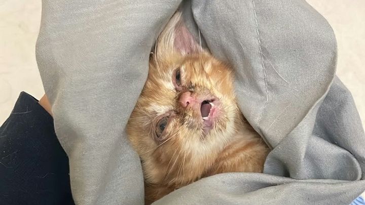 URGENT vet bill assistance for 16 sick cats in Dubai campaign photo, 1 of 8