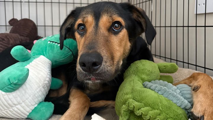 Help Missing Pets Dundee & Angus Save More Pets Like Atlas campaign photo, 1 of 7