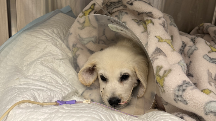 Help Henry Fight Parvo: Urgent Medical Care campaign photo, 1 of 3