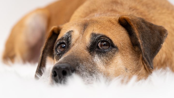 Support Moon and Meadow Rescue campaign photo, 1 of 3