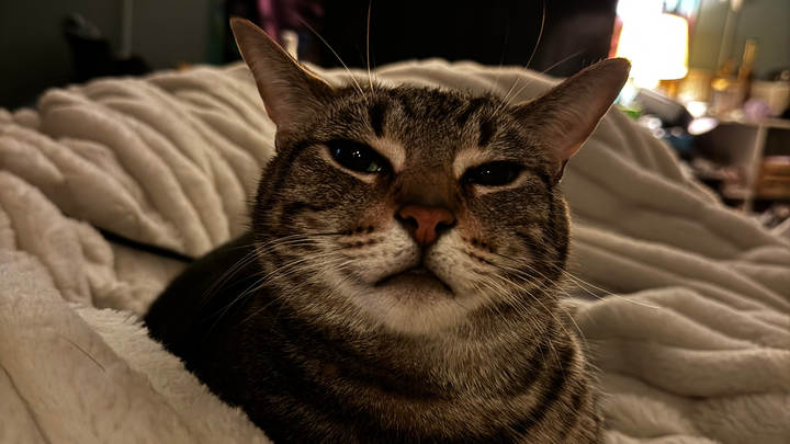 Help Save Loki - Emergency Surgery Needed campaign photo, 1 of 8