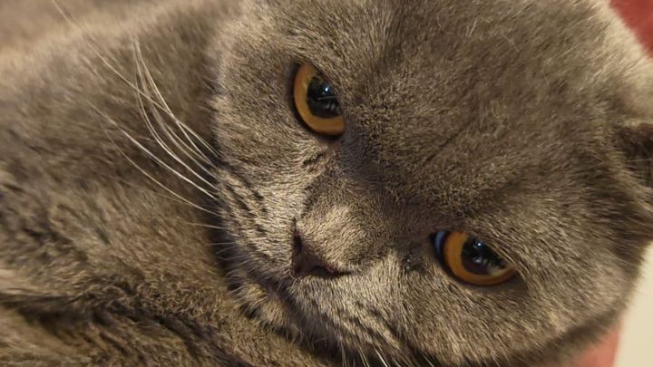 PLEASE HELP CLOSE MIMI & CALIS OVERDUE VET BILL campaign photo, 1 of 8