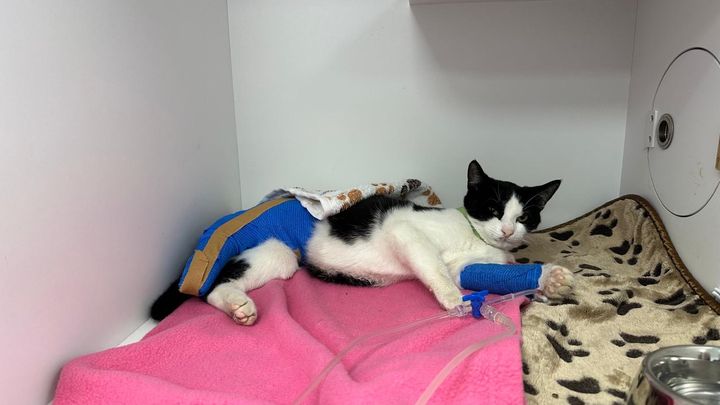 Help Xena the Warrior Kitten - Emergency Surgeries Needed campaign photo, 1 of 8