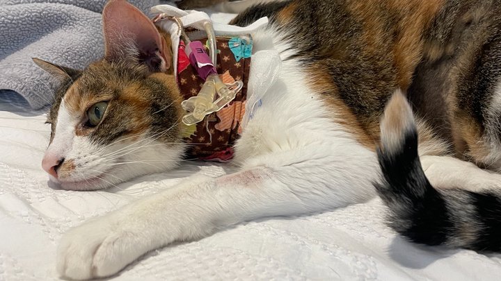 Help Cookie Recover: Life-Saving Surgery and Ongoing Care campaign photo, 1 of 8