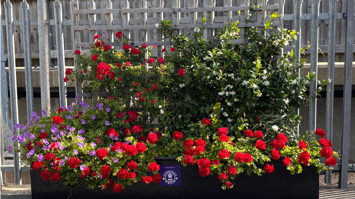 Stonehouse in Bloom renovation and sustainability challenge campaign photo, 1 of 8