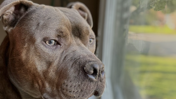Help Save Diggy — My Sweet Boy Needs Urgent Vet Care campaign photo, 1 of 7