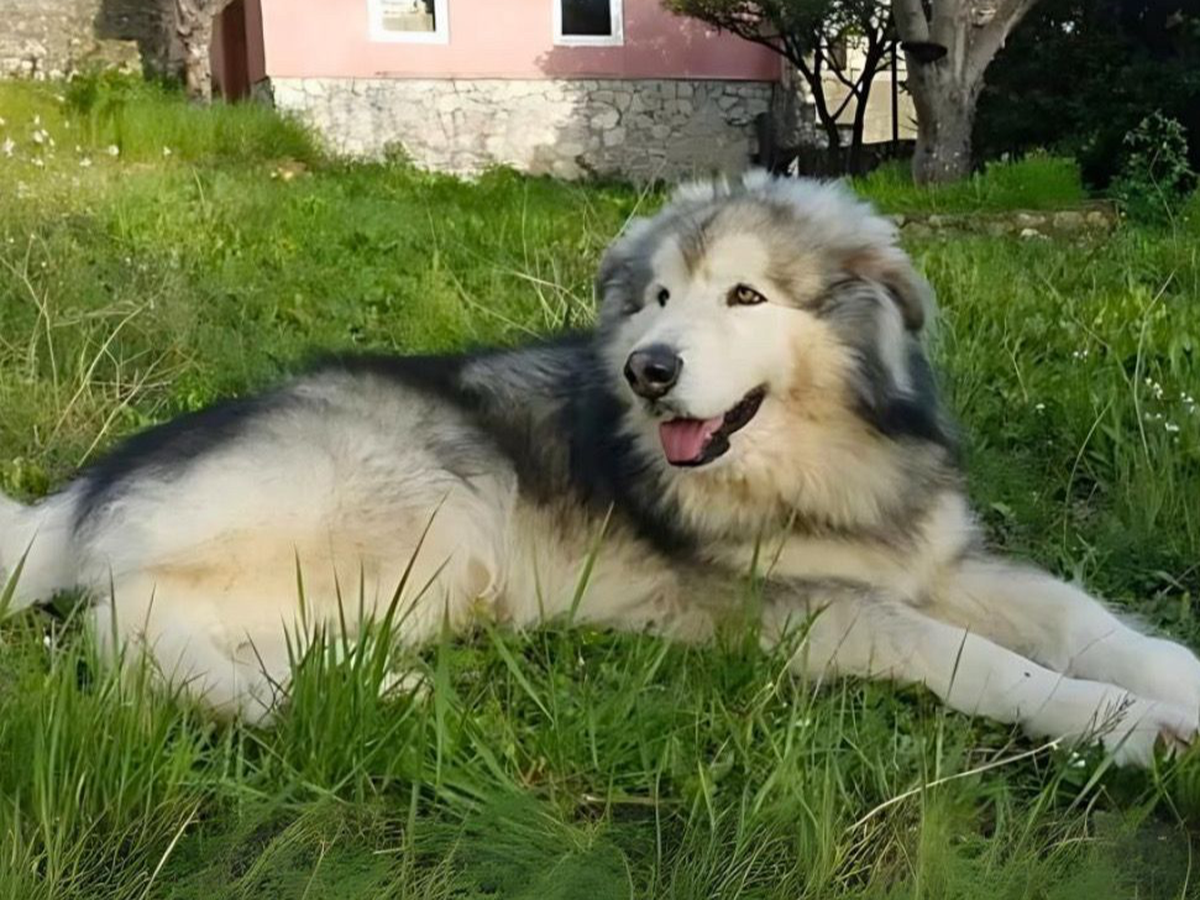 Fundraiser by Lucrezia Lulli : AIUTATEMI A RITROVARE IL MIO Alaskan Malamute  di nome ADDY, image size:1200x900