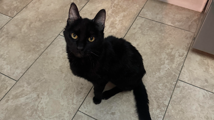 Help Luna Get the MRI Scans She Needs campaign photo, 1 of 3
